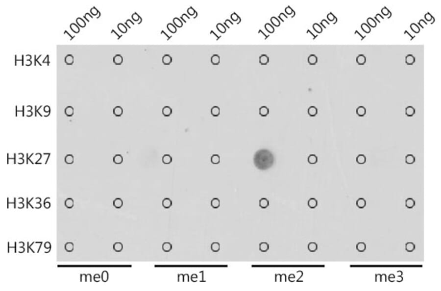 Dot Blot - Anti-Histone H3 (di methyl Lys27) Antibody (A16710) - Antibodies.com