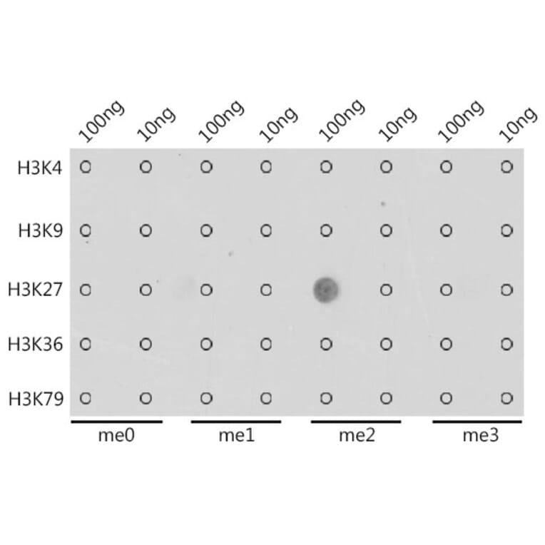 Dot Blot - Anti-Histone H3 (di methyl Lys27) Antibody (A16710) - Antibodies.com