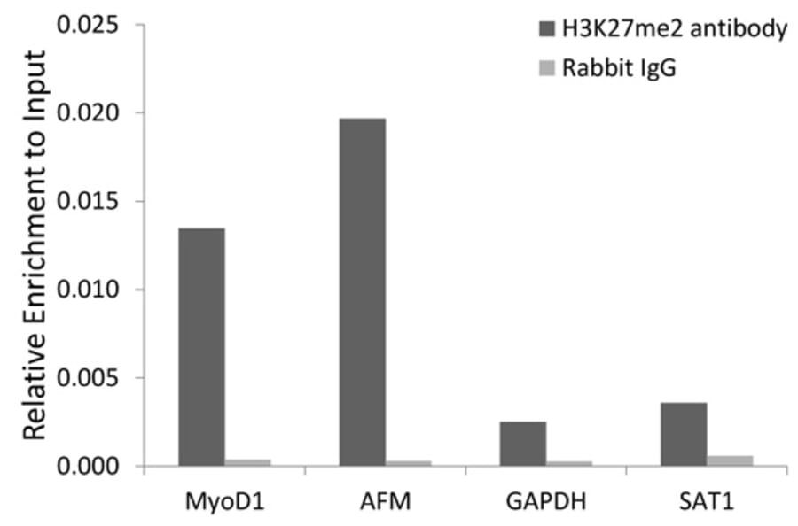 Chromatin Immunoprecipitation - Anti-Histone H3 (di methyl Lys27) Antibody (A16710) - Antibodies.com