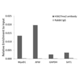 Chromatin Immunoprecipitation - Anti-Histone H3 (di methyl Lys27) Antibody (A16710) - Antibodies.com