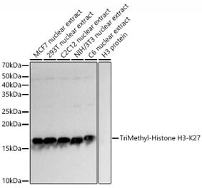 Western Blot - Anti-Histone H3 (tri methyl Lys27) Antibody (A16711) - Antibodies.com