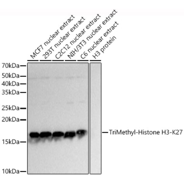 Western Blot - Anti-Histone H3 (tri methyl Lys27) Antibody (A16711) - Antibodies.com