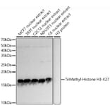 Western Blot - Anti-Histone H3 (tri methyl Lys27) Antibody (A16711) - Antibodies.com