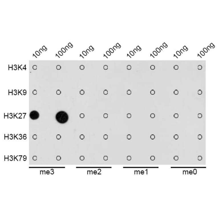 Dot Blot - Anti-Histone H3 (tri methyl Lys27) Antibody (A16711) - Antibodies.com