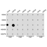 Dot Blot - Anti-Histone H3 (tri methyl Lys27) Antibody (A16711) - Antibodies.com