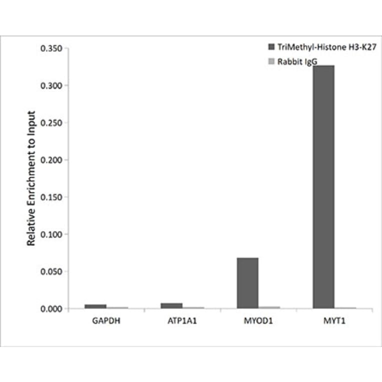 Chromatin Immunoprecipitation - Anti-Histone H3 (tri methyl Lys27) Antibody (A16711) - Antibodies.com