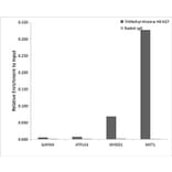 Chromatin Immunoprecipitation - Anti-Histone H3 (tri methyl Lys27) Antibody (A16711) - Antibodies.com