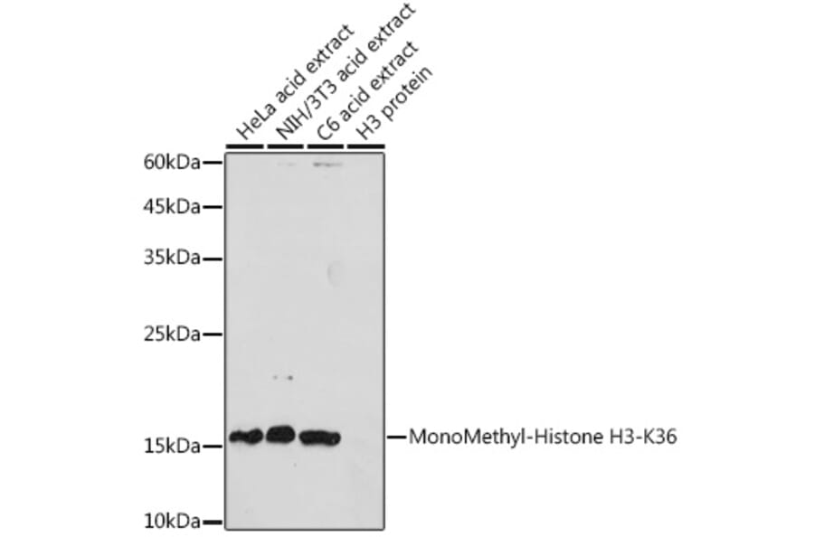 Western Blot - Anti-Histone H3 (mono methyl Lys36) Antibody (A16712) - Antibodies.com