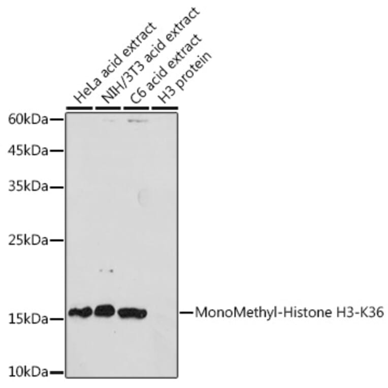 Western Blot - Anti-Histone H3 (mono methyl Lys36) Antibody (A16712) - Antibodies.com