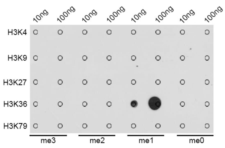 Dot Blot - Anti-Histone H3 (mono methyl Lys36) Antibody (A16712) - Antibodies.com