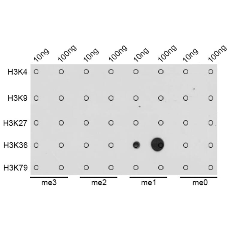 Dot Blot - Anti-Histone H3 (mono methyl Lys36) Antibody (A16712) - Antibodies.com