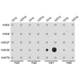 Dot Blot - Anti-Histone H3 (mono methyl Lys36) Antibody (A16712) - Antibodies.com