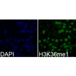 Immunofluorescence - Anti-Histone H3 (mono methyl Lys36) Antibody (A16712) - Antibodies.com