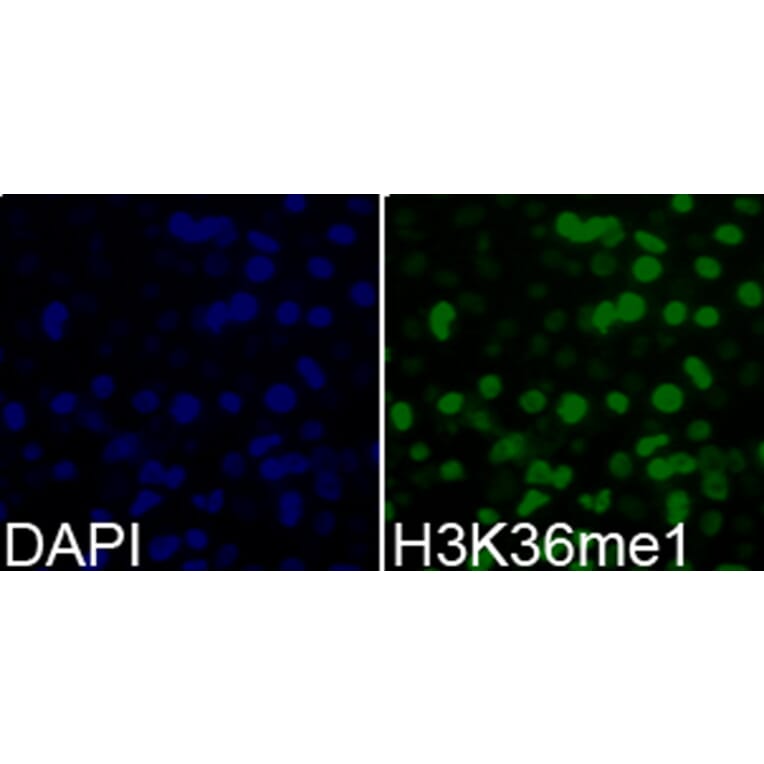 Chromatin Immunoprecipitation - Anti-Histone H3 (mono methyl Lys36) Antibody (A16712) - Antibodies.com