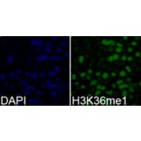 Chromatin Immunoprecipitation - Anti-Histone H3 (mono methyl Lys36) Antibody (A16712) - Antibodies.com