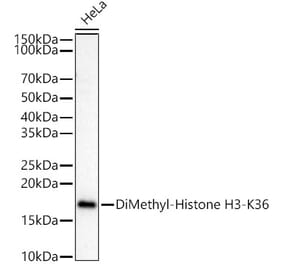Western Blot - Anti-Histone H3 (di methyl Lys36) Antibody (A16713) - Antibodies.com