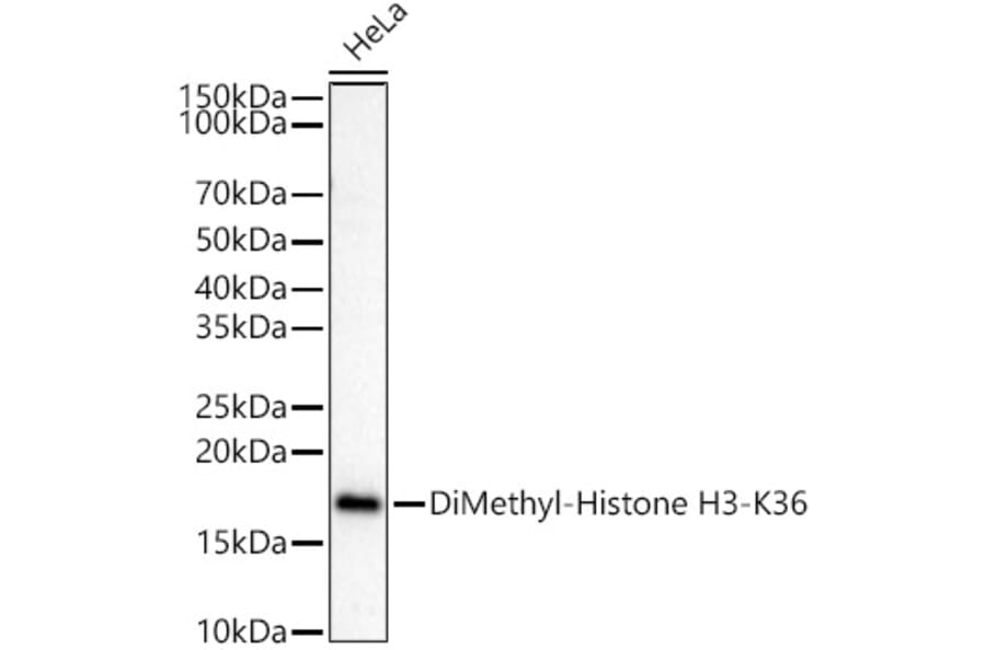 Western Blot - Anti-Histone H3 (di methyl Lys36) Antibody (A16713) - Antibodies.com