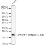 Western Blot - Anti-Histone H3 (di methyl Lys36) Antibody (A16713) - Antibodies.com