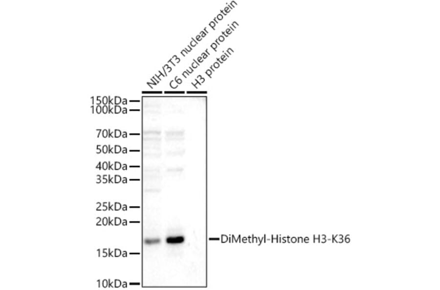 Western Blot - Anti-Histone H3 (di methyl Lys36) Antibody (A16713) - Antibodies.com
