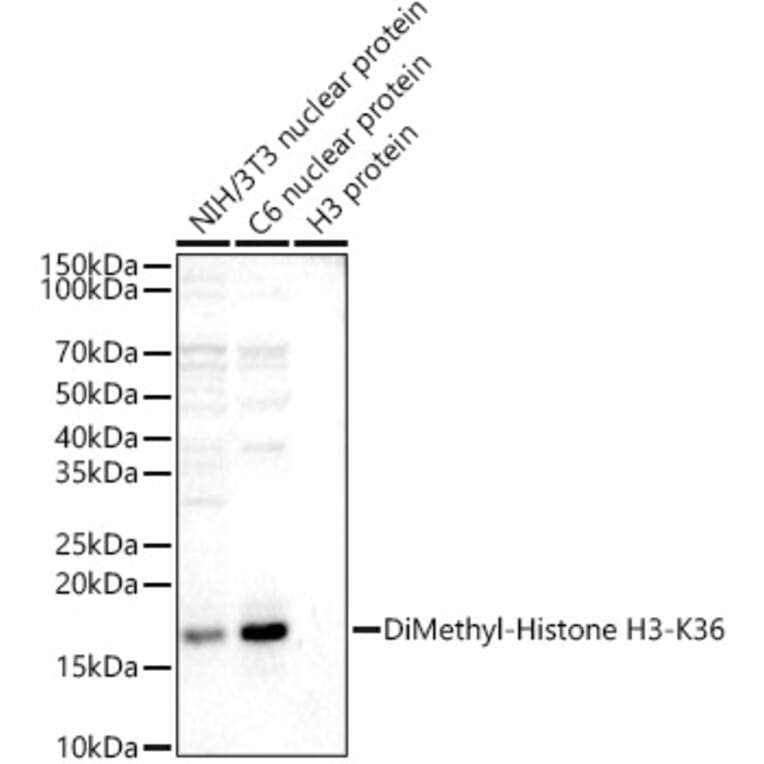 Western Blot - Anti-Histone H3 (di methyl Lys36) Antibody (A16713) - Antibodies.com