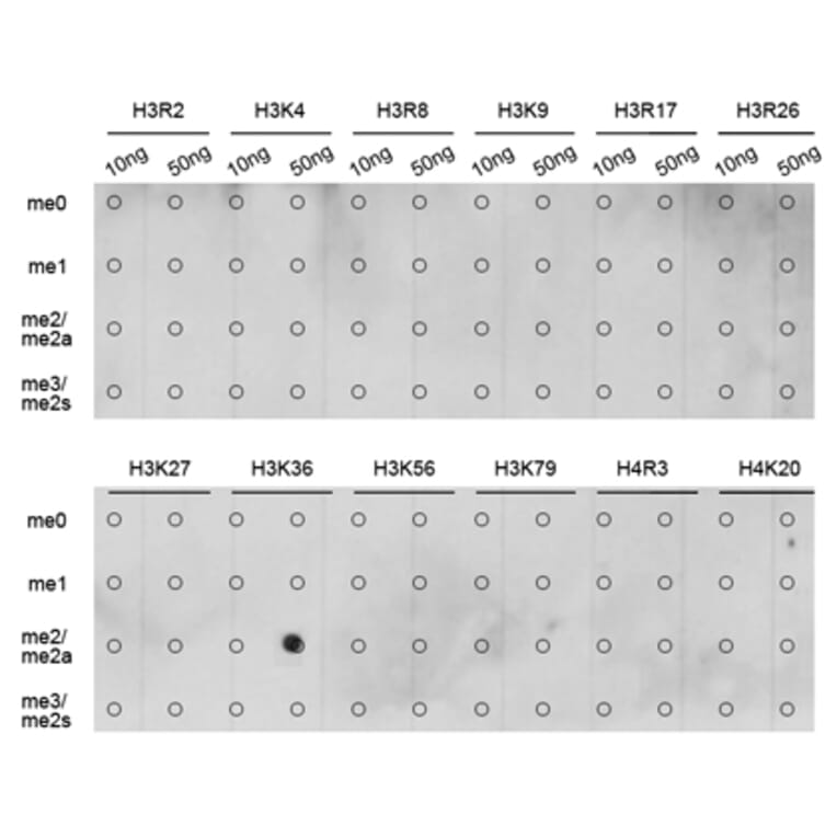 Dot Blot - Anti-Histone H3 (di methyl Lys36) Antibody (A16713) - Antibodies.com