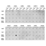 Dot Blot - Anti-Histone H3 (di methyl Lys36) Antibody (A16713) - Antibodies.com