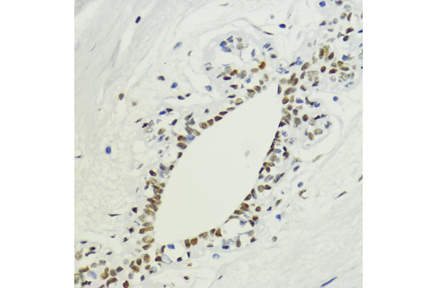 Immunohistochemistry - Anti-Histone H3 (di methyl Lys36) Antibody (A16713) - Antibodies.com