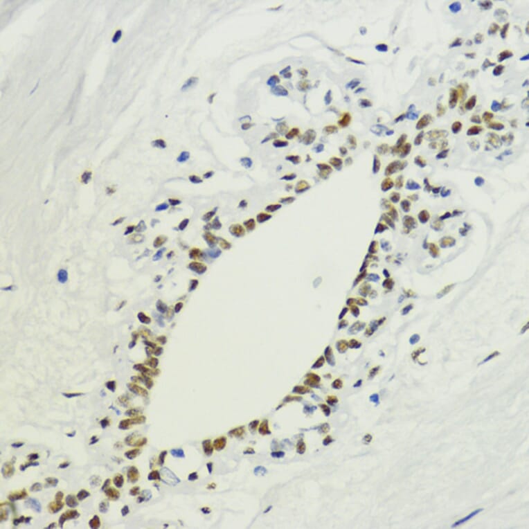 Immunohistochemistry - Anti-Histone H3 (di methyl Lys36) Antibody (A16713) - Antibodies.com