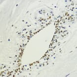 Immunohistochemistry - Anti-Histone H3 (di methyl Lys36) Antibody (A16713) - Antibodies.com