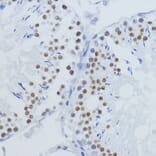 Immunohistochemistry - Anti-Histone H3 (di methyl Lys36) Antibody (A16713) - Antibodies.com