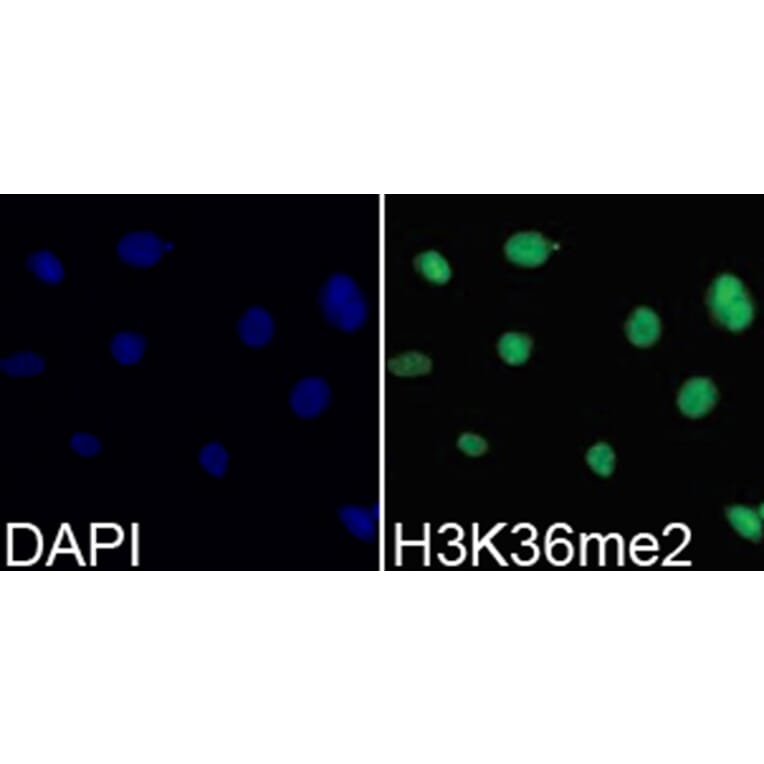 Immunofluorescence - Anti-Histone H3 (di methyl Lys36) Antibody (A16713) - Antibodies.com