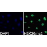 Immunofluorescence - Anti-Histone H3 (di methyl Lys36) Antibody (A16713) - Antibodies.com