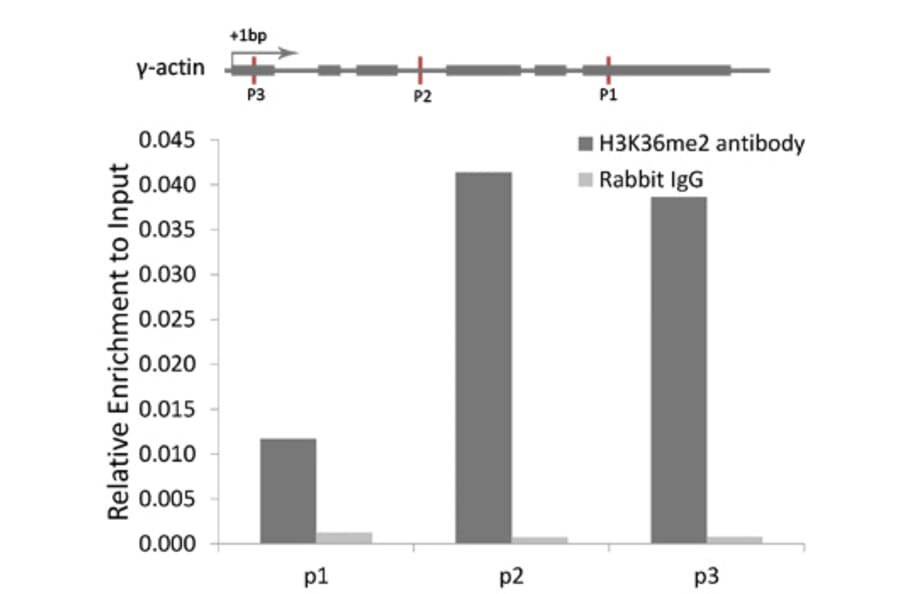Chromatin Immunoprecipitation - Anti-Histone H3 (di methyl Lys36) Antibody (A16713) - Antibodies.com