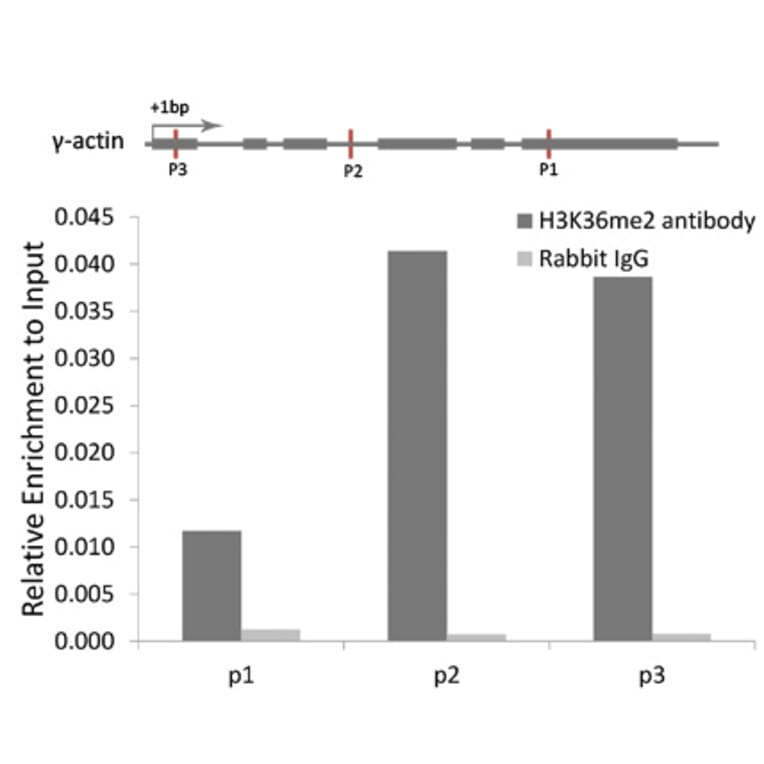 Chromatin Immunoprecipitation - Anti-Histone H3 (di methyl Lys36) Antibody (A16713) - Antibodies.com