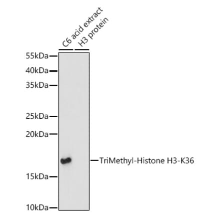 Western Blot - Anti-Histone H3 (tri methyl Lys36) Antibody (A16714) - Antibodies.com