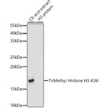 Western Blot - Anti-Histone H3 (tri methyl Lys36) Antibody (A16714) - Antibodies.com