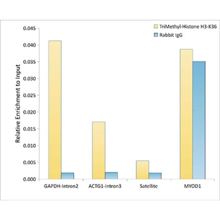 Chromatin Immunoprecipitation - Anti-Histone H3 (tri methyl Lys36) Antibody (A16714) - Antibodies.com