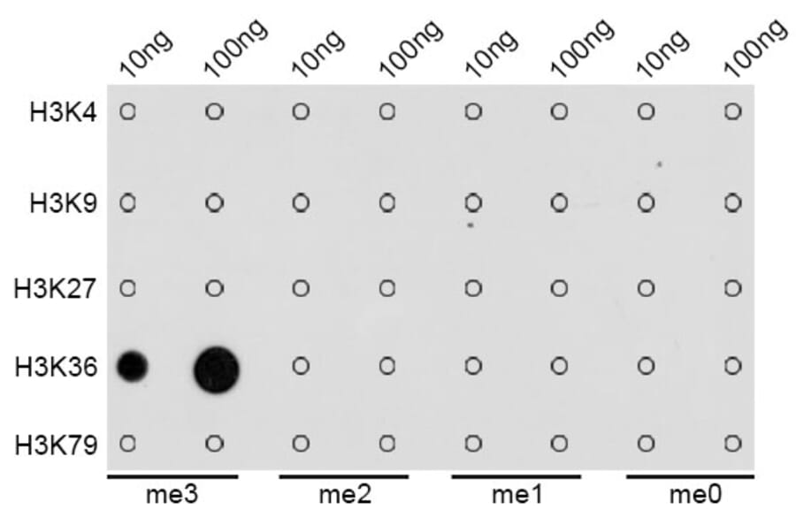 Dot Blot - Anti-Histone H3 (tri methyl Lys36) Antibody (A16714) - Antibodies.com