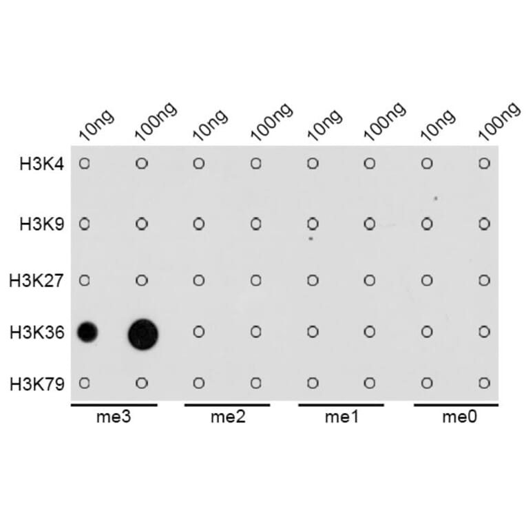 Dot Blot - Anti-Histone H3 (tri methyl Lys36) Antibody (A16714) - Antibodies.com