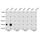 Dot Blot - Anti-Histone H3 (tri methyl Lys36) Antibody (A16714) - Antibodies.com