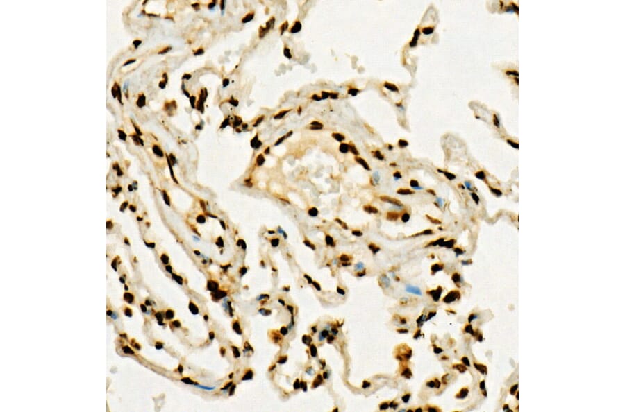 Immunohistochemistry - Anti-Histone H3 (tri methyl Lys36) Antibody (A16714) - Antibodies.com