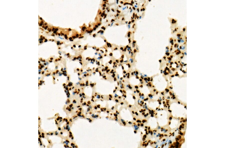 Immunohistochemistry - Anti-Histone H3 (tri methyl Lys36) Antibody (A16714) - Antibodies.com
