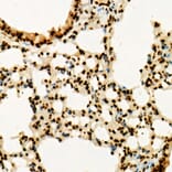 Immunohistochemistry - Anti-Histone H3 (tri methyl Lys36) Antibody (A16714) - Antibodies.com