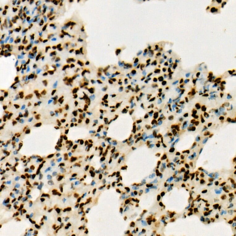 Immunohistochemistry - Anti-Histone H3 (tri methyl Lys36) Antibody (A16714) - Antibodies.com