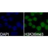 Immunofluorescence - Anti-Histone H3 (tri methyl Lys36) Antibody (A16714) - Antibodies.com