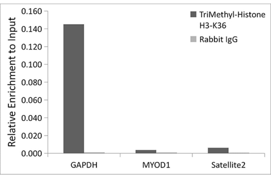 Chromatin Immunoprecipitation - Anti-Histone H3 (tri methyl Lys36) Antibody (A16714) - Antibodies.com