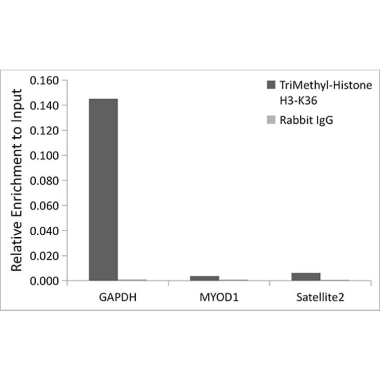 Chromatin Immunoprecipitation - Anti-Histone H3 (tri methyl Lys36) Antibody (A16714) - Antibodies.com