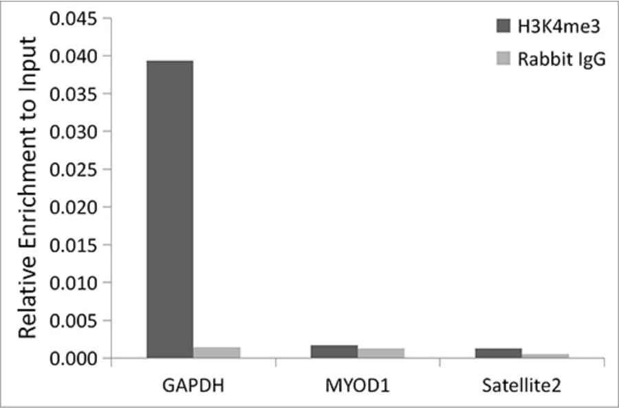Chromatin Immunoprecipitation - Anti-Histone H3 (tri methyl Lys36) Antibody (A16714) - Antibodies.com