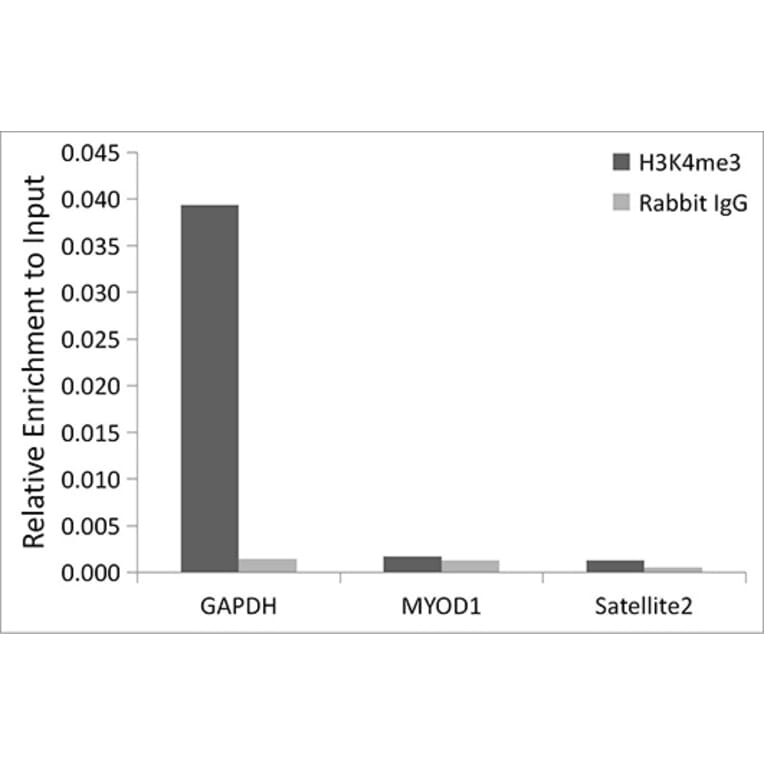 Chromatin Immunoprecipitation - Anti-Histone H3 (tri methyl Lys36) Antibody (A16714) - Antibodies.com