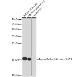 Western Blot - Anti-Histone H3 (mono methyl Lys79) Antibody (A16715) - Antibodies.com